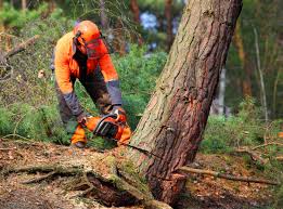 Best Tree Removal  in Woodstock, GA