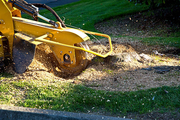 Best Fruit Tree Pruning  in Woodstock, GA