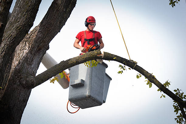 Best Leaf Removal  in Woodstock, GA