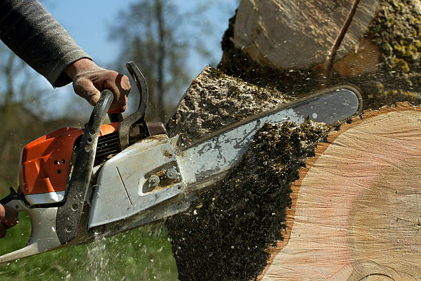 Professional Tree Removal in Woodstock, GA